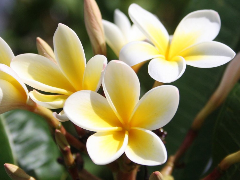 Top 5 Unusual Flowers in Thailand – About Thailand Living